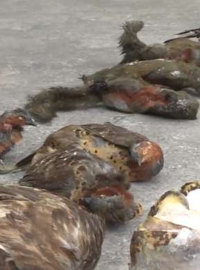 四川一男子盗猎野生动物在网上炫耀后被抓