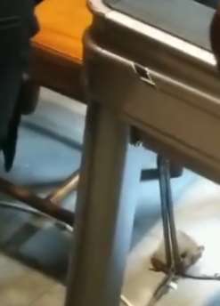 餐厅闯入大老鼠 食客吓得跳上桌