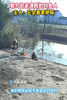 男子私闯鱼塘钓鱼被看家护院鸵鸟击倒