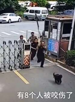长沙一小区发生流浪狗咬人事件 8人被咬后狗被打死