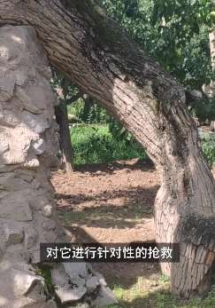 400多岁古梨树因小孩玩火被烧只剩树皮 但每年还能结果子