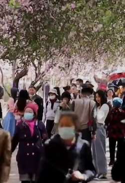 昆明圆通山海棠与樱花盛开，市民争相赏花热闹非凡