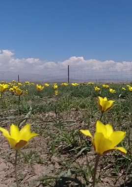 新疆万亩野生郁金香盛开 成摄影爱好者打卡之地