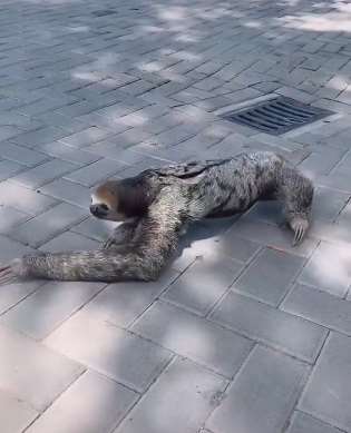知道地上爬的是什么动物吗?
