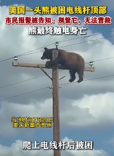 熊爬电线杆顶下不来触电身亡