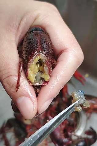 吃龙虾的小伙伴注意了，龙虾这样清理吃着才放心！