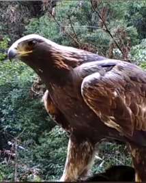 湖北神农架惊现1.2米高金雕！