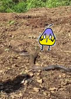 云南一村民犁地挖出一条巨蟒