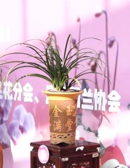 武汉兰展一盆精品国兰价格十来万