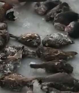 黑龙江一镇政府食堂现熊掌、猫头鹰等野味