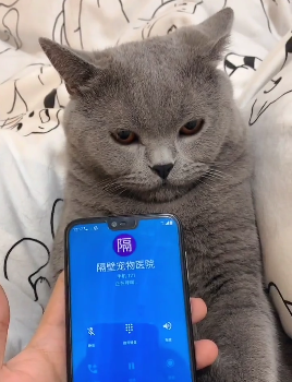 咨询医生猫猫偷吃酸奶会怎么样?