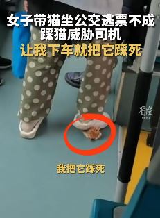 山西临汾一女子带猫坐公交 逃票不成踩猫威胁司机