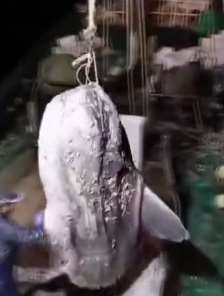 宁波渔民捕获一条怪鱼 鱼名曰翻车鱼