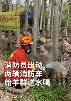 新疆一村民300头羊热中暑 消防员出动2辆消防车给羊送水降温