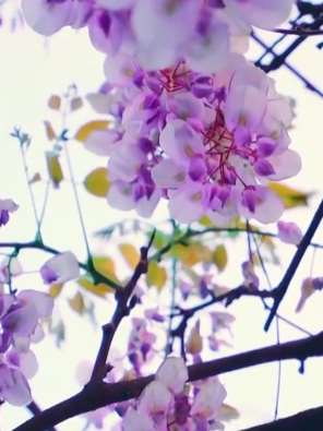 苏州拙政园内有株440年紫藤 满枝花蕾优雅浪漫