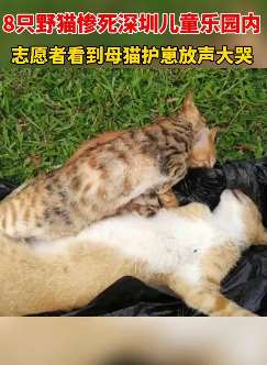 8只野猫惨死儿童游乐园