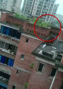 野猪闯小区被民警逼至楼顶 逃跑时坠下当场死亡