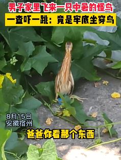 安徽宿州一男子家里飞来一只中暑的"怪鸟" 一查吓一跳