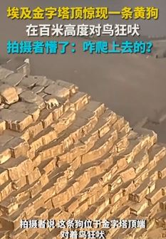 埃及金字塔顶惊现一条黄狗对鸟狂吠