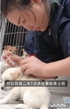 河南一女子收养上百条流浪狗花光积蓄，家人不支持仍在坚持！