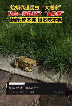 蛤蟆偶遇昆虫“大搬家” 站在一旁美美吃了一顿