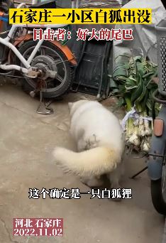 石家庄一小区出现一只白狐