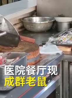 山西某三甲医院餐厅发现多只老鼠偷吃食物