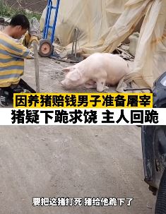 男子因养猪赔钱准备屠宰 猪疑下跪求饶
