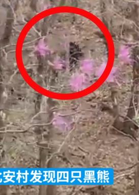 吉林蛟河有村民发现4只黑熊 当地已在熊出没区设置警示标识
