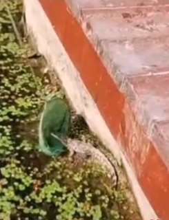 青岛一河边惊现鳄鱼 大嘴张开真吓人！