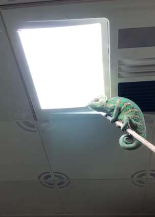 养个吃苍蝇的宠物也不错，至少夏天可以让睡个安稳觉。