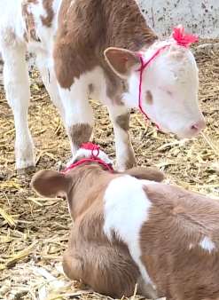 甘肃一村民家母牛产下"龙凤胎" 十分罕见