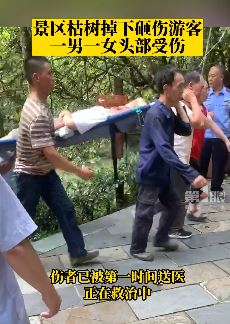 重庆一景区枯树落下砸伤游客