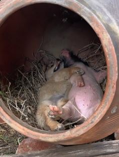 搞笑萌宠：小狗抱着小猪大白天水缸里睡觉被主人发现