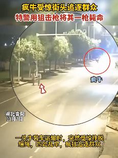 疯牛街头四窜追人被特警一枪击毙