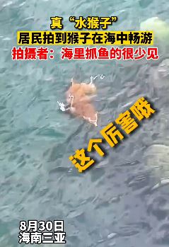 海南三亚一位市民拍到一只猴子在海里畅游