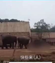 长沙生态动物园大象踩死驯兽员