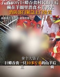 巨蟒蚕食村民山羊后羊圈消食 消防员将其移送至林业局