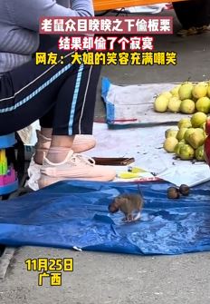 老鼠偷板栗钻下水道 板栗被卡偷了个寂寞