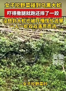 女子挖野菜遇乌黑大蛇，人与蛇双双受惊
