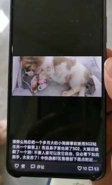 贵阳一狗狗遭虐待 脚趾被砍鼻孔被灌502胶水