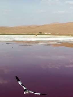 内蒙古准吉格德湖美景欣赏 湖色紫蓝相伴漂亮至极