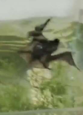 蝙蝠凌晨飞到鱼缸吃鱼被困 居民发现后捞出放生