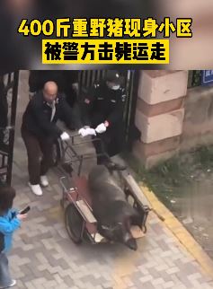 沈阳一400斤野猪闯小区被击毙