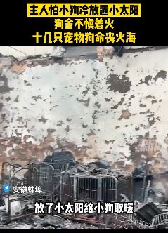 犬舍着火10余只宠物狗被烧死