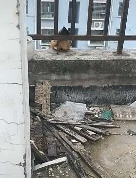 好身手！母鸡从11楼飞下平稳着陆！