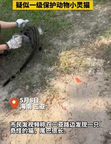 三亚街头现疑似一级保护动物小灵猫
