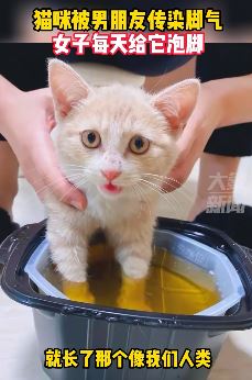 猫咪被传染脚气，主人给它每天泡脚