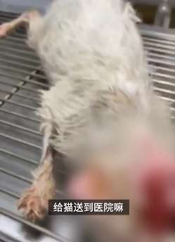 太残忍！太原一男子用开水浇猫被路人制止，腹中所怀小猫均已死亡！