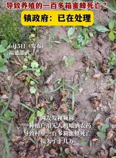 蜂农曝种植户无人机喷洒农药致百箱蜜蜂死亡